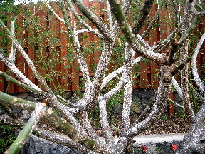 Before treatment 